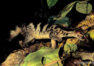 縞靈貓屬 縞靈貓屬