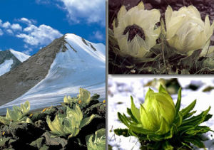 白葉風毛菊 白葉風毛菊