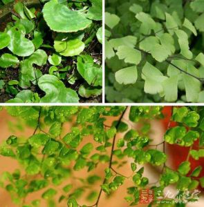 荷葉金錢草 荷葉金錢草