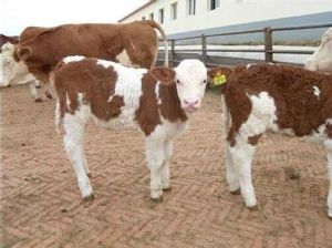 西門塔爾牛養殖基地 西門塔爾牛養殖基地