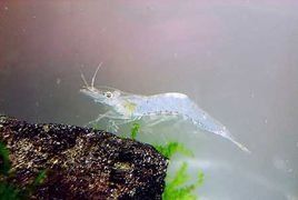 秀麗白蝦 秀麗白蝦