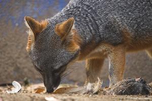 島嶼灰狐 島嶼灰狐