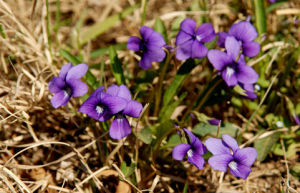 鱗隔堇屬 鱗隔堇屬