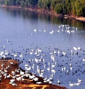 雙龍湖濕地公園 雙龍湖濕地公園
