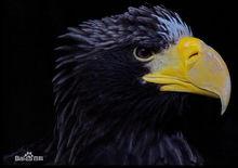 虎頭海雕形態圖