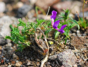 長白棘豆 長白棘豆