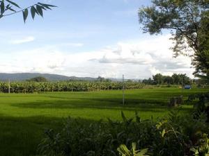 曼乍村-種植業(水稻)