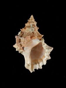 紅口蛙螺 紅口蛙螺