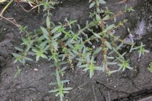 多花水莧菜 多花水莧菜