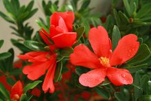 四季紅山茶開花圖