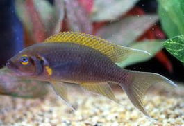 三色天堂鳥 三色天堂鳥