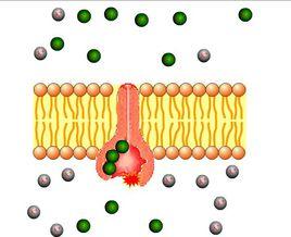 跨膜運輸 跨膜運輸