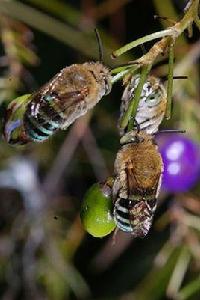 青條花蜂 青條花蜂