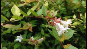 南山花(原亞種) 南山花(原亞種)