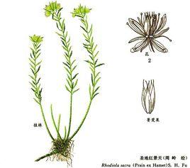 聖地紅景天 聖地紅景天