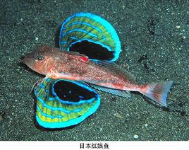 日本紅娘魚 日本紅娘魚