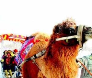 黑馬科技園 黑馬科技園