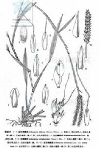 細毛鴨嘴草 細毛鴨嘴草