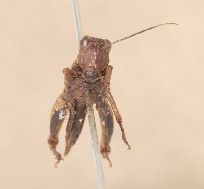 海南扁角蚱 海南扁角蚱