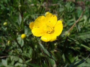 多根毛茛 多根毛茛