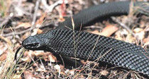 黑虎蛇