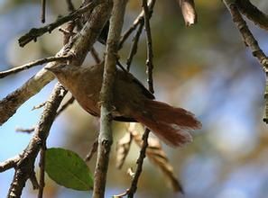 純色軟尾雀 純色軟尾雀