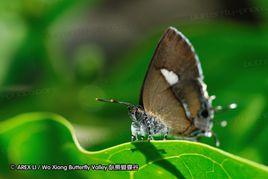 白斑灰蝶 白斑灰蝶