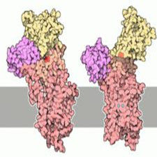 鈣離子通道 鈣離子通道