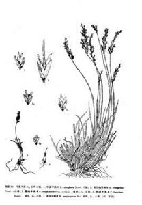 雪地早熟禾 雪地早熟禾