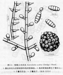粗糙小光殼炱 粗糙小光殼炱