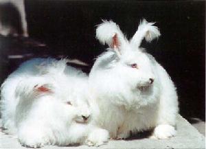 毛用兔品種西德長毛兔