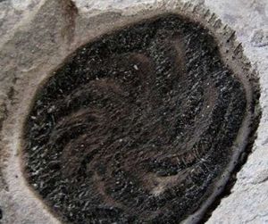 八臂仙母蟲化石，直徑2.5—3.1厘米