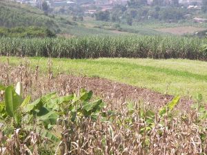鳳和自然村 鳳和自然村