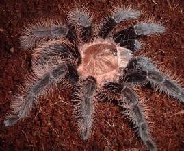 宏都拉斯捲毛 宏都拉斯捲毛