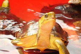 金頭閉殼龜 金頭閉殼龜