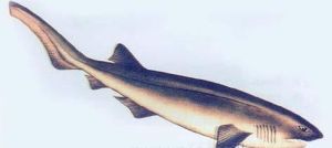 六鰓鯊屬 六鰓鯊屬