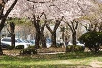 嶺南大學校櫻花風景