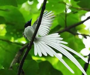 中國壽帶鳥 中國壽帶鳥