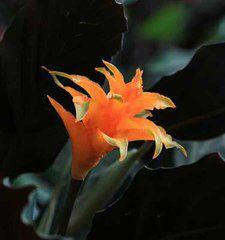 金花柊葉 金花柊葉