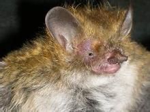 湄公河蝙蝠 湄公河蝙蝠