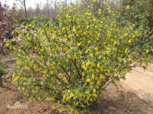 烏蘇里茶藨子 烏蘇里茶藨子