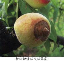 桃樹輪紋病