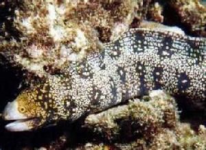 雲紋海鱔 雲紋海鱔