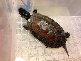 中華草龜 中華草龜