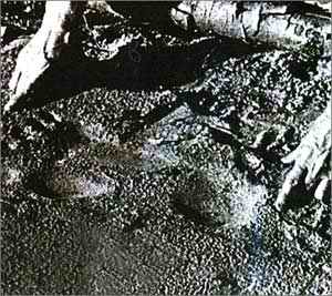 （圖）1976年1月1日