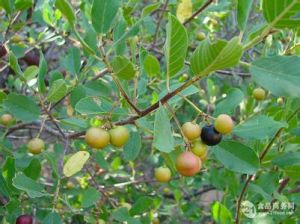 鼠李皮提取物 鼠李皮提取物