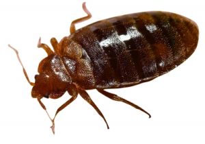 吸血臭蟲 吸血臭蟲