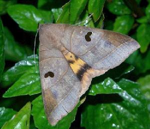 枯安鈕夜蛾 枯安鈕夜蛾