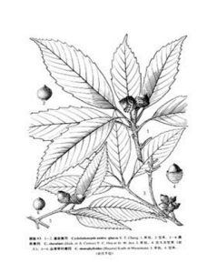 台灣窄葉青岡 台灣窄葉青岡