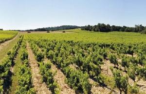 “RHONE VALLEE”(羅納河谷)